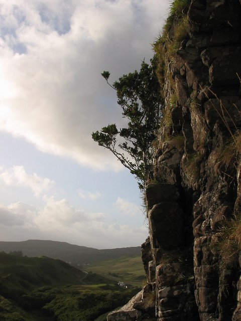 Scotland: A Sweet tree growing on the Mountain