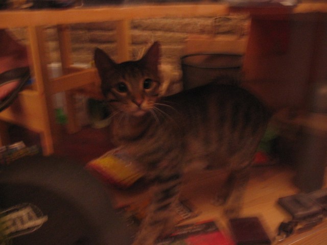 Spain: The cute kitten of the Spanish Trails Company