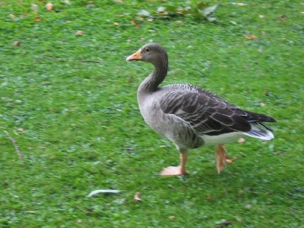 A Duck (I am such a tree hugger)