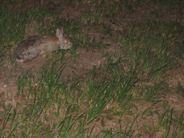 A Bunny at Night