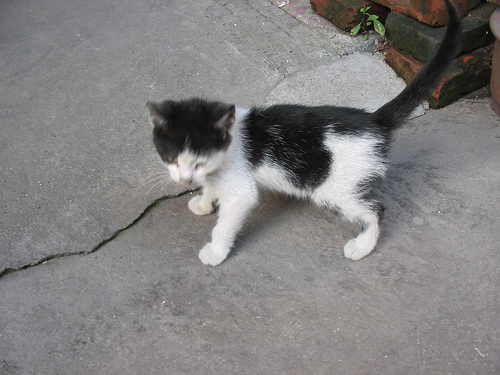 Shanghai - Street cat