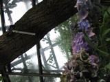 Scotland: Another very beautiful flower