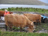 Scotland: The Hairy Coos