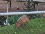 The Netherlands: Some little ant eater thing in a zoo we passed