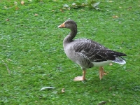 A Duck (I am such a tree hugger)