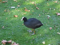 Some Bird